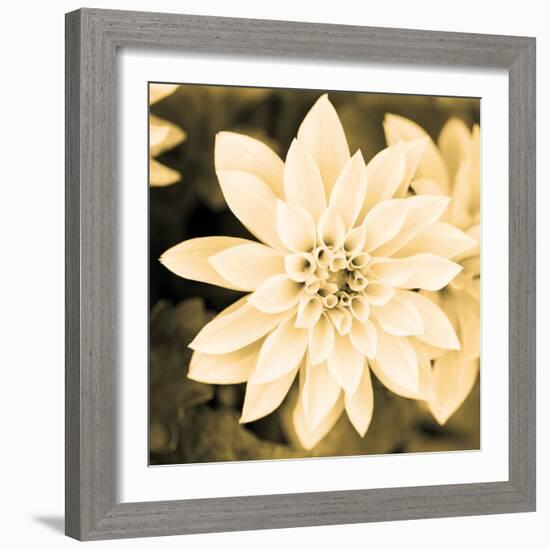 Dahlia Cream II-Joseph Eta-Framed Giclee Print