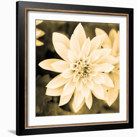 Dahlia Cream II-Joseph Eta-Framed Giclee Print