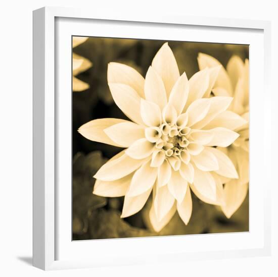 Dahlia Cream II-Joseph Eta-Framed Giclee Print