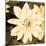 Dahlia Cream II-Joseph Eta-Mounted Giclee Print