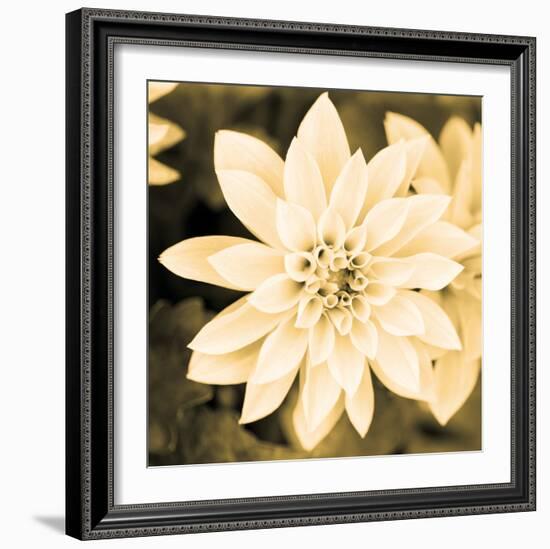 Dahlia Cream II-Joseph Eta-Framed Giclee Print