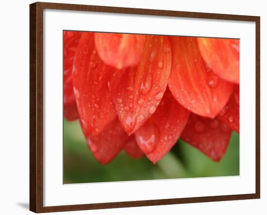 Dahlia Cultivar Abstract Close Up of Petals, UK-Gary Smith-Framed Photographic Print