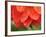 Dahlia Cultivar Abstract Close Up of Petals, UK-Gary Smith-Framed Photographic Print