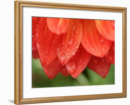 Dahlia Cultivar Abstract Close Up of Petals, UK-Gary Smith-Framed Photographic Print