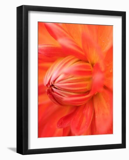 Dahlia Cultivar Abstract Close Up of Petals, UK-Gary Smith-Framed Photographic Print