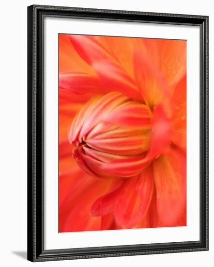 Dahlia Cultivar Abstract Close Up of Petals, UK-Gary Smith-Framed Photographic Print