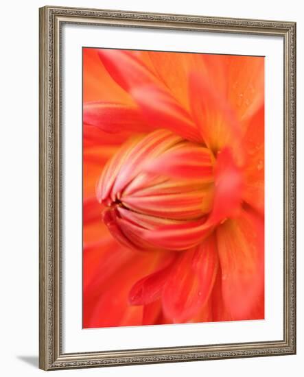 Dahlia Cultivar Abstract Close Up of Petals, UK-Gary Smith-Framed Photographic Print