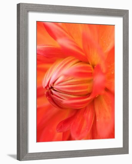 Dahlia Cultivar Abstract Close Up of Petals, UK-Gary Smith-Framed Photographic Print