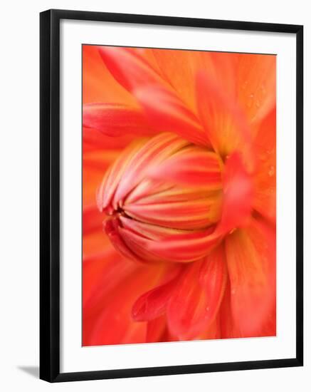 Dahlia Cultivar Abstract Close Up of Petals, UK-Gary Smith-Framed Photographic Print