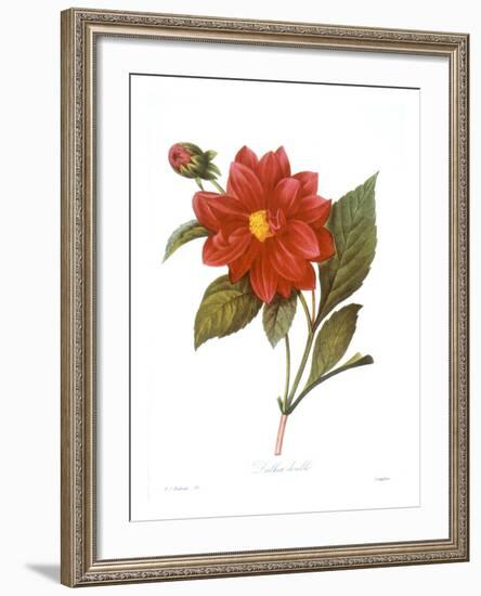 Dahlia (Dahlia Pinnata)-null-Framed Giclee Print