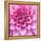 Dahlia Delight-Karen Ussery-Framed Premier Image Canvas