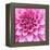 Dahlia Delight-Karen Ussery-Framed Premier Image Canvas