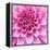 Dahlia Delight-Karen Ussery-Framed Premier Image Canvas