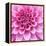 Dahlia Delight-Karen Ussery-Framed Premier Image Canvas