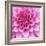 Dahlia Delight-Karen Ussery-Framed Giclee Print