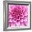 Dahlia Delight-Karen Ussery-Framed Giclee Print