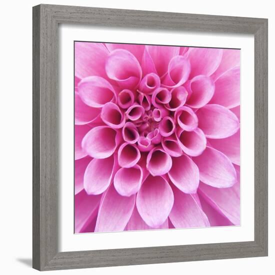 Dahlia Delight-Karen Ussery-Framed Giclee Print