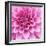 Dahlia Delight-Karen Ussery-Framed Giclee Print