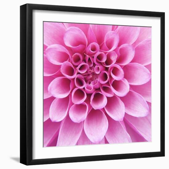 Dahlia Delight-Karen Ussery-Framed Giclee Print