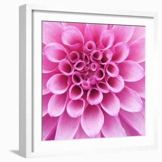 Dahlia Delight-Karen Ussery-Framed Giclee Print