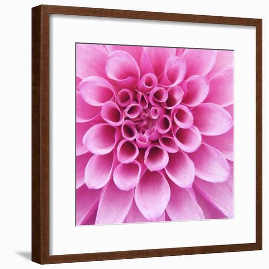 Dahlia Delight-Karen Ussery-Framed Giclee Print