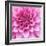 Dahlia Delight-Karen Ussery-Framed Giclee Print