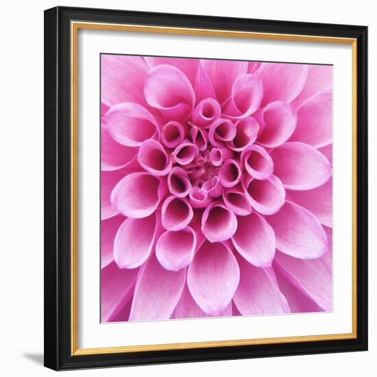 Dahlia Delight-Karen Ussery-Framed Giclee Print