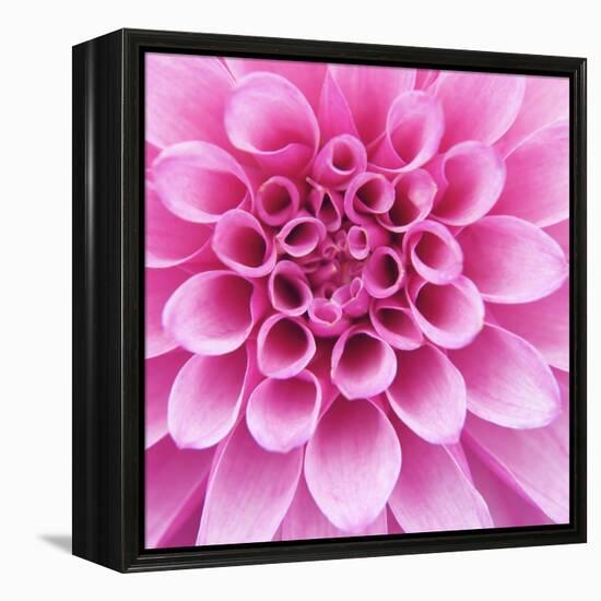 Dahlia Delight-Karen Ussery-Framed Premier Image Canvas