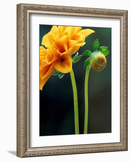 Dahlia Detail, Bellevue Botanical Garden, Washington, USA-Jamie & Judy Wild-Framed Photographic Print