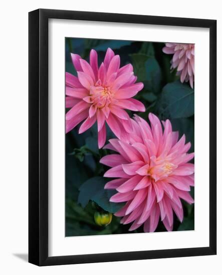 Dahlia Detail, Bellevue Botanical Garden, Washington, USA-null-Framed Photographic Print