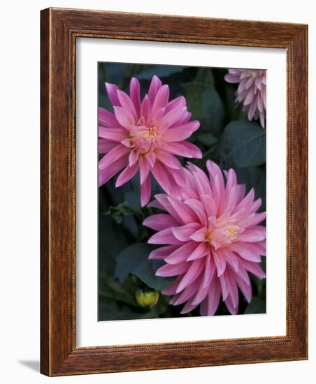 Dahlia Detail in the Bellevue Botanical Garden, Bellevue, Washington, USA-Jamie & Judy Wild-Framed Photographic Print