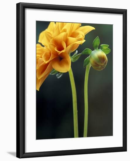 Dahlia Detail in the Bellevue Botanical Garden, Bellevue, Washington, USA-null-Framed Photographic Print