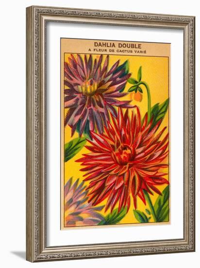 Dahlia Double Seed Packet-null-Framed Art Print