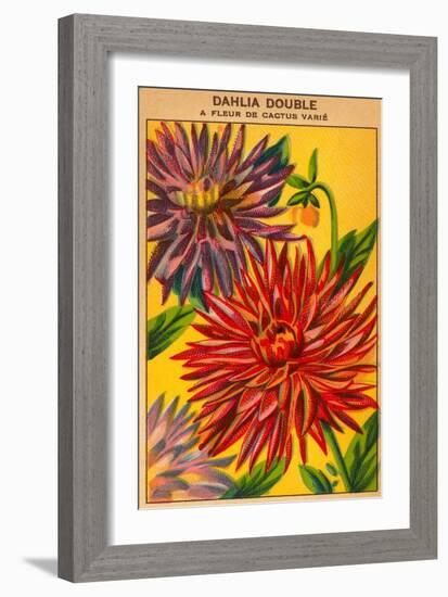 Dahlia Double Seed Packet-null-Framed Art Print