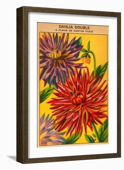 Dahlia Double Seed Packet-null-Framed Art Print