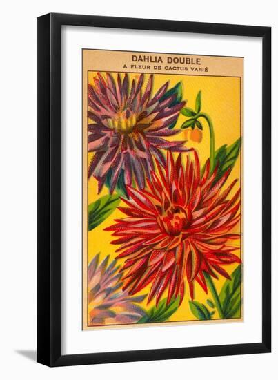 Dahlia Double Seed Packet-null-Framed Art Print