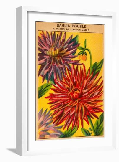 Dahlia Double Seed Packet-null-Framed Art Print