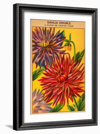 Dahlia Double Seed Packet-null-Framed Art Print