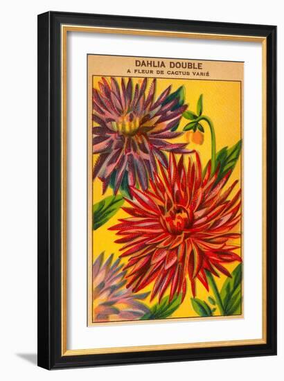 Dahlia Double Seed Packet-null-Framed Art Print