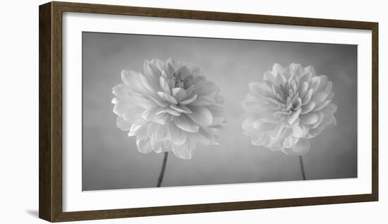 Dahlia Duet-Assaf Frank-Framed Giclee Print