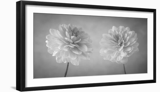 Dahlia Duet-Assaf Frank-Framed Giclee Print