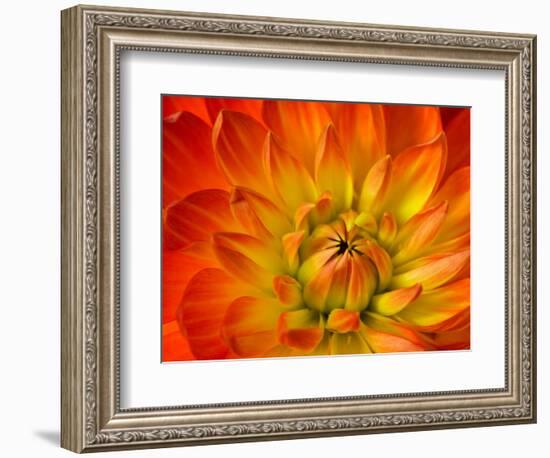 Dahlia Flower with Pedals Radiating Outward, Sammamish, Washington, USA-Darrell Gulin-Framed Photographic Print