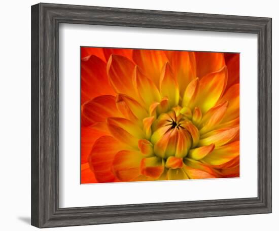 Dahlia Flower with Pedals Radiating Outward, Sammamish, Washington, USA-Darrell Gulin-Framed Photographic Print