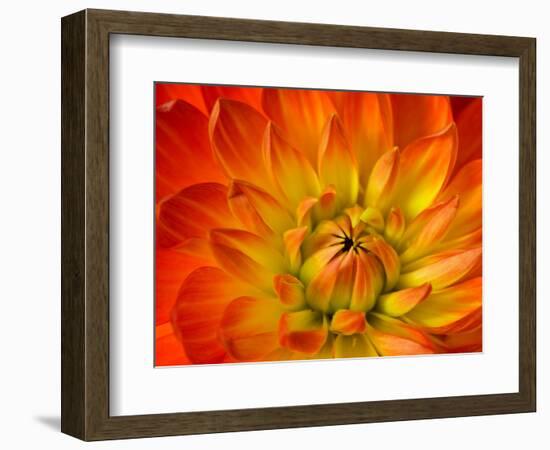 Dahlia Flower with Pedals Radiating Outward, Sammamish, Washington, USA-Darrell Gulin-Framed Photographic Print