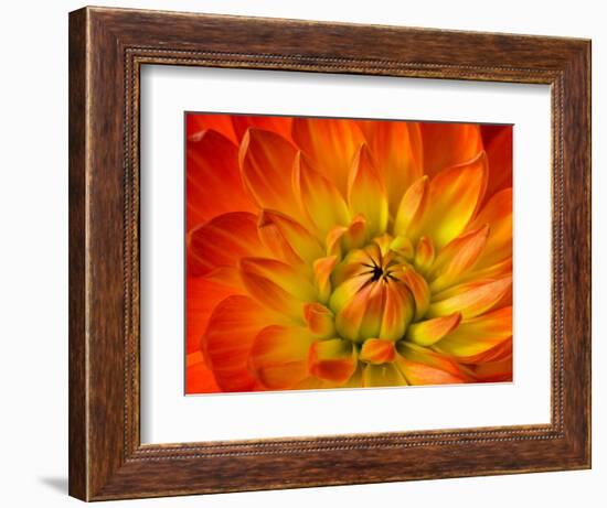 Dahlia Flower with Pedals Radiating Outward, Sammamish, Washington, USA-Darrell Gulin-Framed Photographic Print