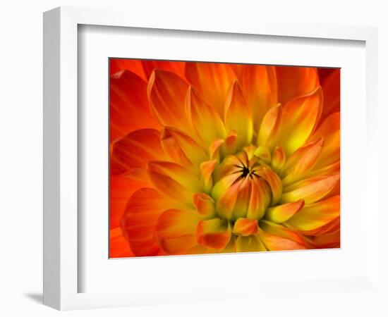 Dahlia Flower with Pedals Radiating Outward, Sammamish, Washington, USA-Darrell Gulin-Framed Photographic Print