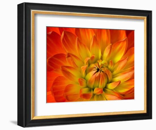 Dahlia Flower with Pedals Radiating Outward, Sammamish, Washington, USA-Darrell Gulin-Framed Photographic Print