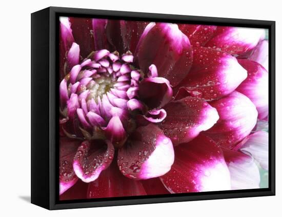 Dahlia Flower with Petals Radiating Outward, Sammamish, Washington, USA-Darrell Gulin-Framed Premier Image Canvas