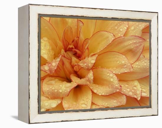 Dahlia Flower with Petals Radiating Outward, Sammamish, Washington, USA-Darrell Gulin-Framed Premier Image Canvas