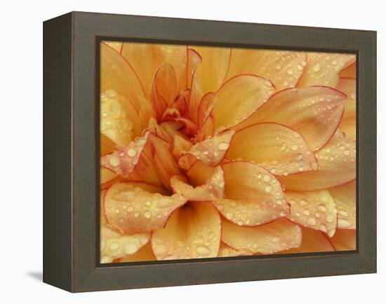 Dahlia Flower with Petals Radiating Outward, Sammamish, Washington, USA-Darrell Gulin-Framed Premier Image Canvas